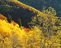 Quaking aspen {Populus tremuloides} Douglas fir {Pseudotsuga menziesii} and Red Gambel oak {Quercus gambelii} trees in autumn colours, Mt Timpanogos, Uinta National Forest, Utah, USA