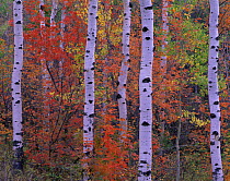 Quaking aspen {Populus tremuloides} and Bigtooth maple {Acer grandindentatum} trees in autumn colours, Mt Timpanogos, Uinta National Forest, Utah, USA