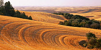 Stubble fields after the wheat harvest, Palouse, Steptoe Butt State Park, Washington, USA
