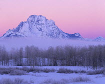 Mount Moran rising above Snake river at dawn in winter, Grand Teton NP, Wyoming, USA