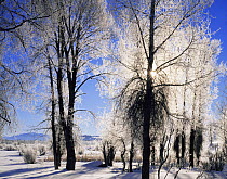 Narrowleaf cottonwood trees {Populus angustifolia} covered in ice in winter landscape, Grand Teton NP, Wyoming, USA