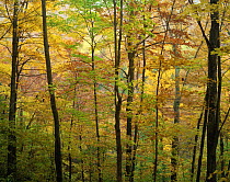 Sugar maple {Acer saccharum}, American beech {Fagus grandifolia} and Yellow birch {Betula alleghaniensis} trees turning colour in autumn, Green Mountain National Forest, Vermont, USA