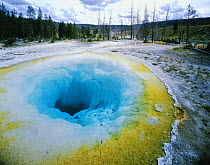 Morning Glory pool with Lodgepole pines {Pinus contorta} in background, Yellowstone NP, Wyoming, USA