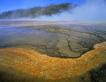 Grand prismatic pool at dawn with terraces of bacteria mats and red algae in foreground, Yellowstone NP, Wyoming, USA