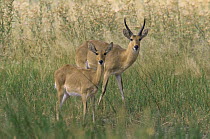 Reedbuck {Redunca arundinum} pair, Moremi GR, Botswana