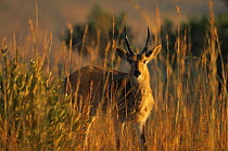 Reedbuck {Redunca arundinum} male in long grass, Itala GR, South Africa