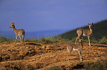 Mountain reedbuck {Redunca fulvorufula} three females on open ground, Kwa-zulu Natal, South Africa