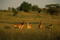 Four Coke's hartebeest {Alcelaphus buselaphus cokii} Masai Mara GR, Kenya