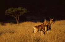 Coke's hartebeest {Alcelaphus buselaphus cokii} pair, Masai Mara GR, Kenya