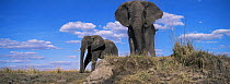 African elephant {Loxodonta africana} male on bank of Chobe river looking threatening, low angle shot, Chobe NP, Botswana