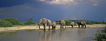 African elephants {Loxodonta africana} beside river with dark storm clouds behind, Savute Chobe NP, Botswana