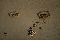 Aerial view of herdsman with Turkana Dromedary camels, some in corral, Lake Logipi, NW Kenya