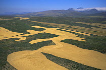 Aerial view of Wheat fields between scrub vegetation, near Robertson, South Western Cape, South Africa