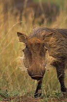 Warthog portrait {Phacochoerus aethiopicus} Itala GR, South Africa