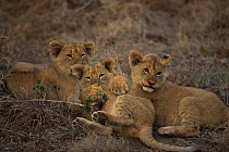 Three African lion cubs {Panthera leo} 2-months, Phinda RR, South Africa