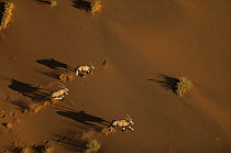 Aerial view of Gemsbok {Oryx gazella gazella} galloping across sand dunes, Namib Naukluft Park, Namibia