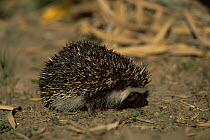 South african hedgehog (Atelerix frontalis) Gauteng, South Africa