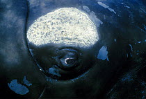 Close up of eye of Southern right whale {Balaena glacialis australis} with barnacles on skin, Patagonia, South America