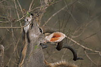 Greater kudu {Tragelaphus strepsiceros} male reaching up to feed, Londolozi - Sabi Sand, South Africa