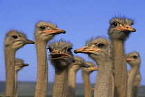 Flock of domestic Ostrich {Struthio camelus} Southern Cape, South Africa (This image may be licensed either as rights managed or royalty free.)