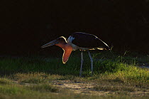 Marabou stork {Leptoptilos crumeniferus} backlit, Savute Chobe NP, Botswana