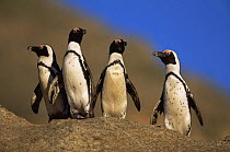 Four Black footed / Jackass penguins {Spheniscus demersus} Cape Peninsula, South Africa