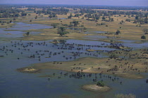Aerial view of Buffalo herd {Syncerus caffer} on Okavango delta, winter, Botswana