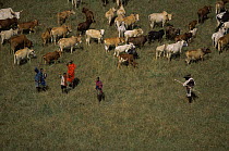 Aerial view of Masai tribesmen herding cattle, Loita Hills, Kenya