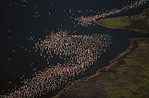 Aerial view of Flamingos on Lake Bogoria, Lake Bogoria NP, Kenya