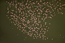 Aerial view of Lesser flamingos {Phoeniconaias minor} flying over Lake Magadi, Kenya