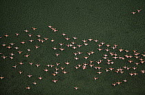 Aerial view of Lesser flamingos (Phoeniconaias minor) flying over Lake Magadi, Kenya