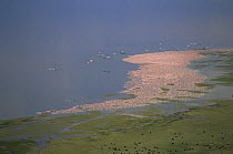 Aerial view of Lesser flamingos {Phoeniconaias minor} on rim of Lake Nakuru, Kenya