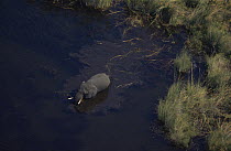 Aerial view of African elephant {Loxodonta africana} wading across river, Okavango delta, Botswana