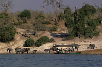Tourists watching herd of African elephants {Loxodonta africana} from boat on Chobe river, Chobe NP, Botswana