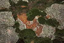 Mosses and Lichens on rock, Bushmans Kloof, Cederberg, South Africa