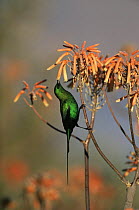 Malachite sunbird {Nectarinia famosa} male feeding from flowers, South Western Cape, South Africa