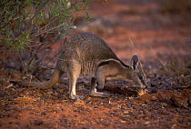 Bridled Nailtail Wallaby (Onychogalea fraenata) Queensland, Australia