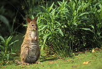 Red-necked pademelon {Thylogale thetis} Queensland, Australia