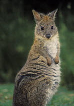 Red-necked pademelon {Thylogale thetis} Queensland, Australia