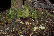 Tiger / Spotted-tailed Quoll (Dasyurus maculatus)being tracked in rainforest with cotton spool attached by biologist, Tasmania, Australia
