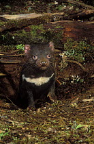 Tasmanian devil {Sarchopilus harrisii} juvenile emerging from den in rainforest, Tasmania, Australia