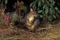 Rufous bellied / Tasmanian pademelon (Thylogale billardieri) Tasmania, Australia
