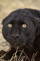Leopard Black / Melanistic Panther) {Panthera pardus} looking startled, Captive