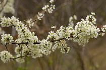 Blackthorn blossom {Prunus spinosa}, France
