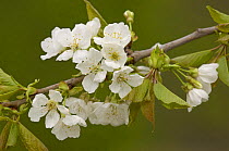 Sweet / Wild Cherry blossom {Prunus avium}, France