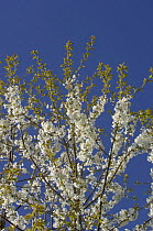 Sweet / Wild Cherry blossom {Prunus avium}, France