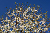 Sweet / Wild Cherry / Gean blossom {Prunus avium}, France