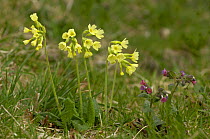 Cowslip flowers {Primula veris}, UK