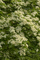 Hawthorn blossom {Crataegus oxyacantha}, UK