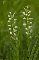 Long / Sword leaved Helleborine {Cephalanthera longifolia} France